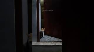 പൂച്ചയ്ക്ക് ബുദ്ധി ഇല്ലാന് ആരാ പറഞ്ഞേ😁/Cat Funny Video Malayalam/#shorts/Cat Video Malayalam/#Short