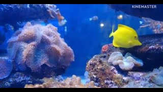 4:18 minutes Of Beautiful Coral Reef Fish, Relaxing Ocean Fish,Nature Relaxation and Colorful Sea.