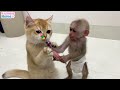 the process of becoming a father of baby monkey