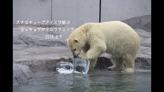 大きなキューブアイスで遊ぶ　ホッキョクグマのララとリラ