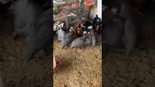 चकोर (Guinea fowl) /9996569551 #farmer #backyard #guineafowl #2024