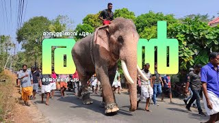 മാമ്പുള്ളിക്കാവിൽ രാജാവിന്റെ പടയോട്ടം 🥰😎 | Thechikottukavu Ramachandran Mambullikavu Pooram | Raman