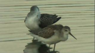 Marsh Sandpiper　コアオアシシギ