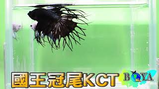 伯亞展示級鬥魚   黑金屬國王冠尾 KCT