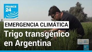 Trigo transgénico HB4, un paliativo ante las crisis alimentarias que se estudia en Argentina (1/5)