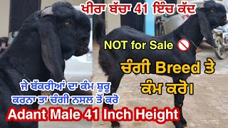 Adant Male 41 inch height/ਖੀਰਾ ਬੱਚਾ 41 ਇੰਚ ਕੱਦ/ਕੰਮ ਕਰਨਾ ਤਾਂ ਚੰਗੀ ਨਸਲ ਤੇ ਕਰੋ@bawagoatfarm