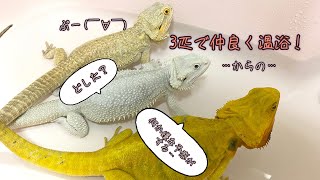 フトアゴ3匹で楽しく温浴！…だった筈が…💩bearded dragon