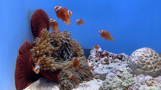 [ライブ配信]サンゴへの旅　個水槽（小さな生き物たち）