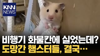 햄스터 수백 마리 탈출...\