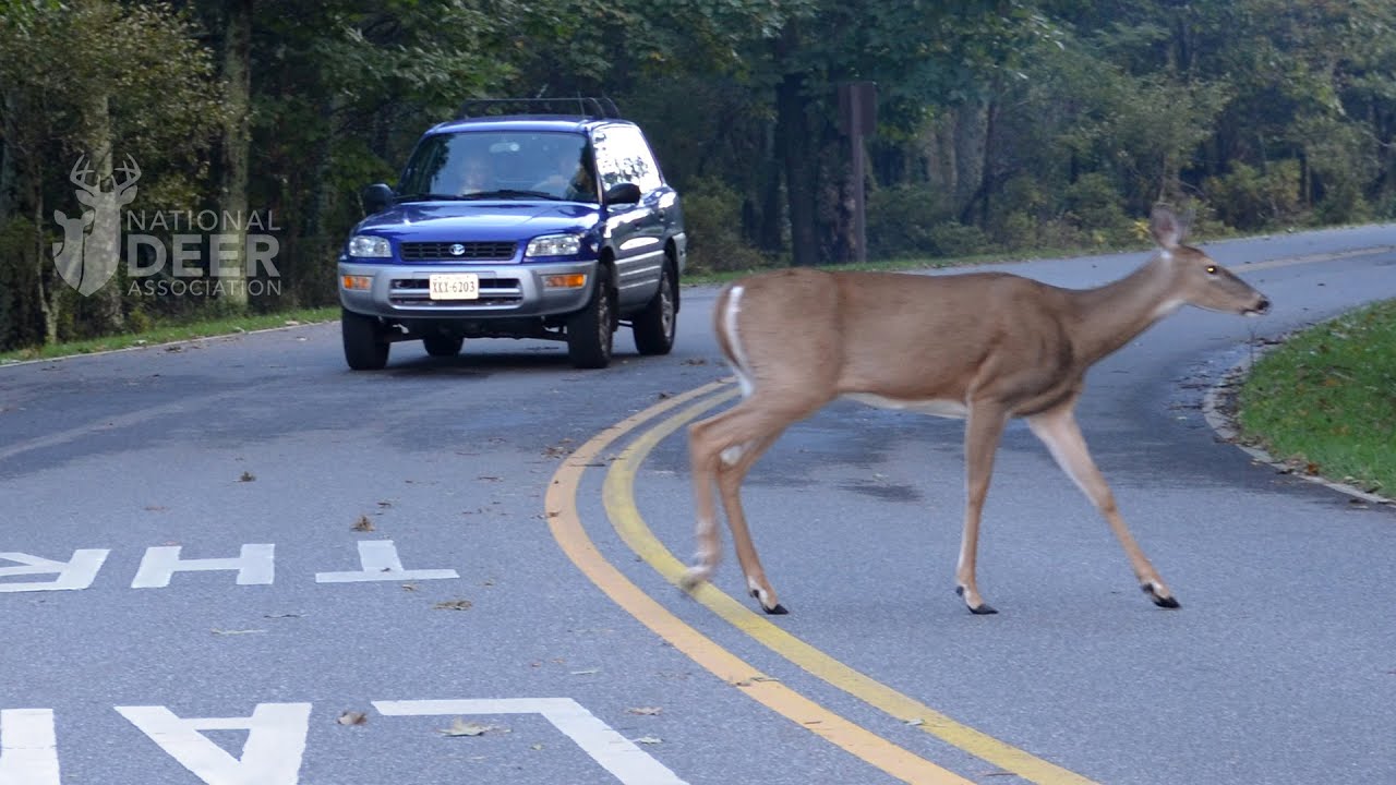 8 Tips For Avoiding A Deer-Vehicle Collision - YouTube