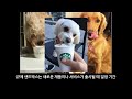 companion entry starbucks first time in korea puppy cat and coffee