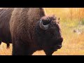 yellowstone nationalpark 4k｜visual journey to escape daily life｜ nature s harmony