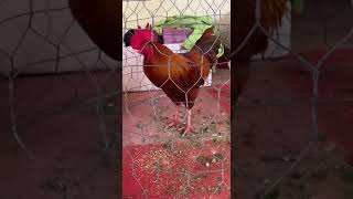 មាន់ជល់គីឡូ28 #chicken #rooster #animal #wildlife #bird #hen #pet #farm #chick #love