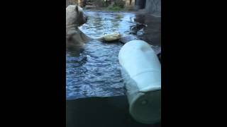 Polar Bear Enrichment