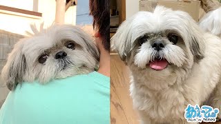 滅多にハァハァ言わないシーズー犬の貴重な笑顔