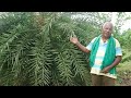 etha chettu palm trees cultivation farm things