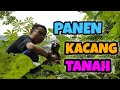 PANEN KACANG TANAH DI BELAKANG RUMAH