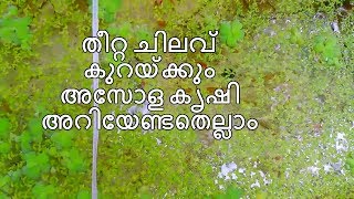 തീറ്റ ചിലവ് കുറയ്ക്കും അസോള കൃഷി അറിയേണ്ടതെല്ലാം  # Azolla farming (Asola) (Malayalam)