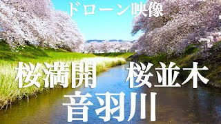 音羽川 ドローン映像 Otowa River Drone Video