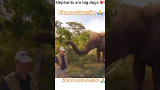 elephant funny status #ayaan creation please subscribe 🙏