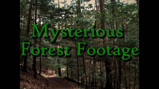 A Whimsical Walk in the Whispering Woods