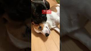 【子犬しつけ】フレブル子犬にゴロン教えていたら、横でうっかり従っていた兄ジャックラッセルテリアかわいい　#shorts #あしゅらご #dog