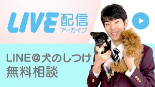 【無料しつけ相談】MIX犬(ポメラニアン×チワワ)　1歳　オス　臆病で人見知り