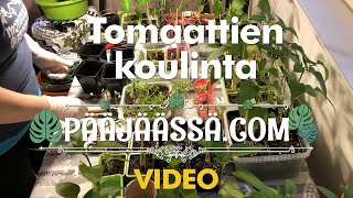 Planting tomato seedlings - Tomaattien koulinta