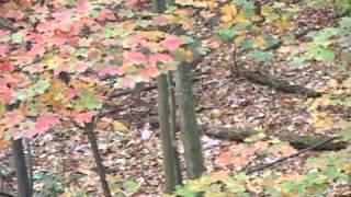 3B Outdoors TV - (2) Gobblers \u0026 (2) Whitetail Deer