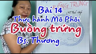 Bài giảng thực hành Mô Phôi - Bài 14 - Hệ Sinh dục - Buồng trứng