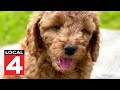 Help Me Hank: Beware of popular puppy scam