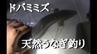 天然うなぎが釣れた#うなぎ#うなぎ釣り#マニアフィッシング