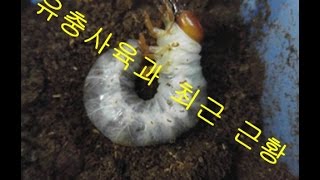 균사톱밥으로 하는 유충사육과 최근 근황