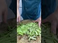 how to cut coriander easy and fast vegetables cuttingskills kitchen