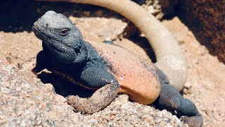 5 Fun Facts About The Chuckwalla