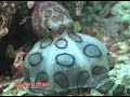 オオマルモンダコ　ハッチアウト　ブルーリングオクトパス blue ringed octopus　産卵