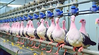 Amazing Pigeon Farming Technology Produces Meat and Egg 🕊️ - Pigeon Meat Processing in Factory