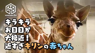 【旭山動物園】キラキラお目目が大接近！近すぎキリンの赤ちゃん[Asahiyama Zoo] Mother giraffe Yui and her baby