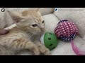 abandoned in a storm he tried to hide in a fallen tree stump until a lady appeared and adopted him