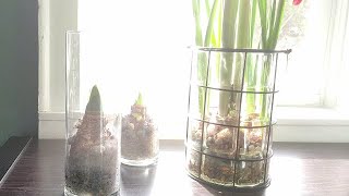 Planting Amaryllis in Glass Cylinders For Christmas Gifts