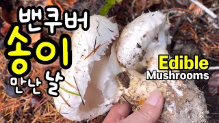 90.송이 금맥을 발견했어요! 캐나다 자연 송이 Foraging Matsutake in BC Canada / Edible Wild Mushrooms🍄