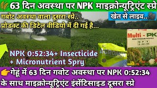 🌾गेहूं GW-322 63 दिन गवोट अवस्था पर NPK 0:52:34 माइक्रोन्यूट्रिएंट इंसेक्टिसाइड स्प्रे.💯👍#viralvideo