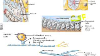 A\u0026PI Chapter 11 Nervous Tissues =  terminology