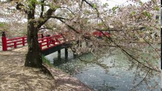 2016 05 03　弘前公園 桜②