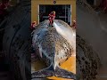 whale full of barnacles gets rescued by sailors