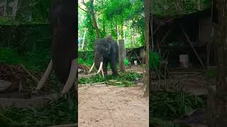 🦍 നീല നിലവേ ആസ്വദിക്കുന്നത് കണ്ടിട്ടുണ്ടോ ?