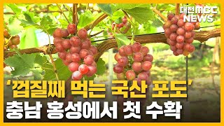 껍질째 먹는 포도 국산 품종 첫 수확/대전MBC