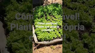 Plante sua própria comida!