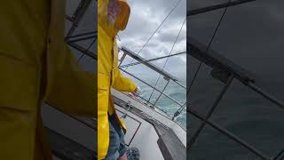 Storm Sailing Auckland New Zealand 2024