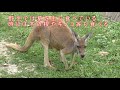 （どうぶつ図鑑）アカカンガルー　　東武動物公園